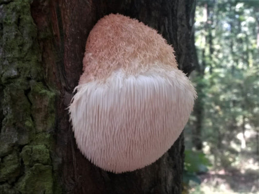The Benefits Of Lions Mane Mushroom.